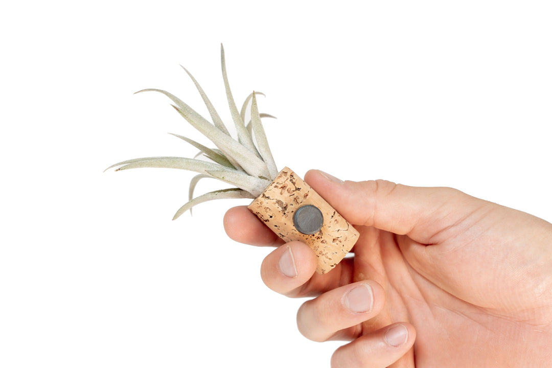 Magnetic wine cork with a curly Tillandsia, showing the magnet on the side