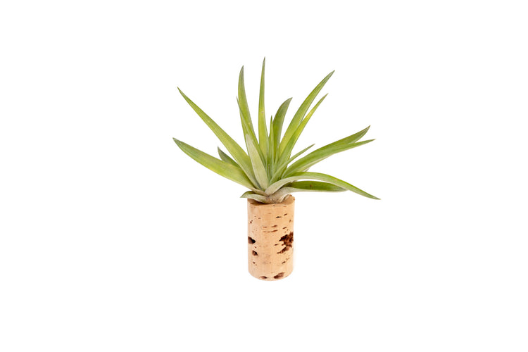 Magnetic wine cork with a spiky green Tillandsia air plant