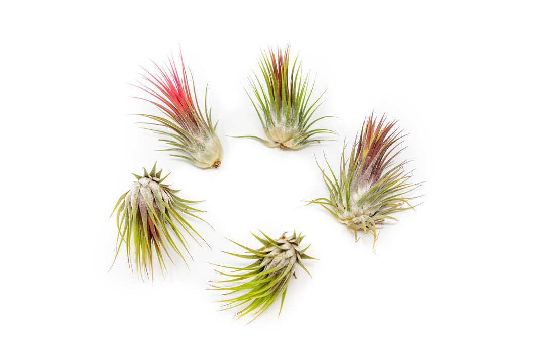 SALE - Tillandsia Ionantha Guatemala Air Plants - Set of 10, 20 or 50 Air Plants - 70% Off