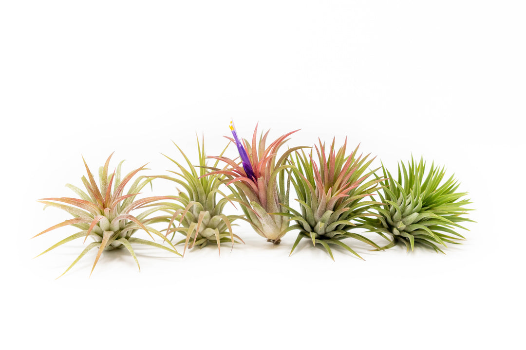 little air plants Tillandsia Ionantha Mexican Air Plants