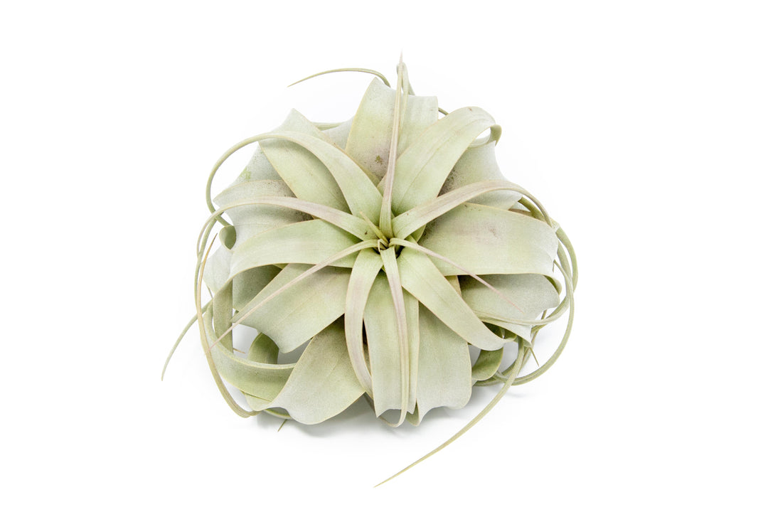Large Tillandsia Air Plant Variety - Set of 10, 15, or 20 - 40% Off