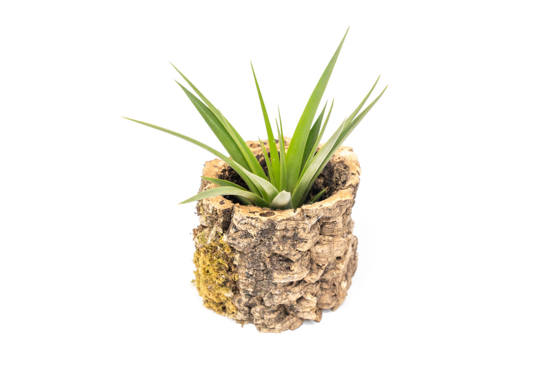 Natural Cork Bark Planters with Assorted Tillandsia Air Plants