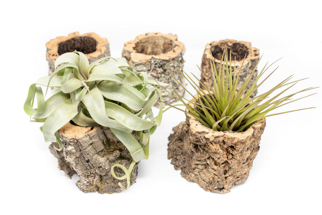 Natural Cork Bark Planters with Assorted Tillandsia Air Plants