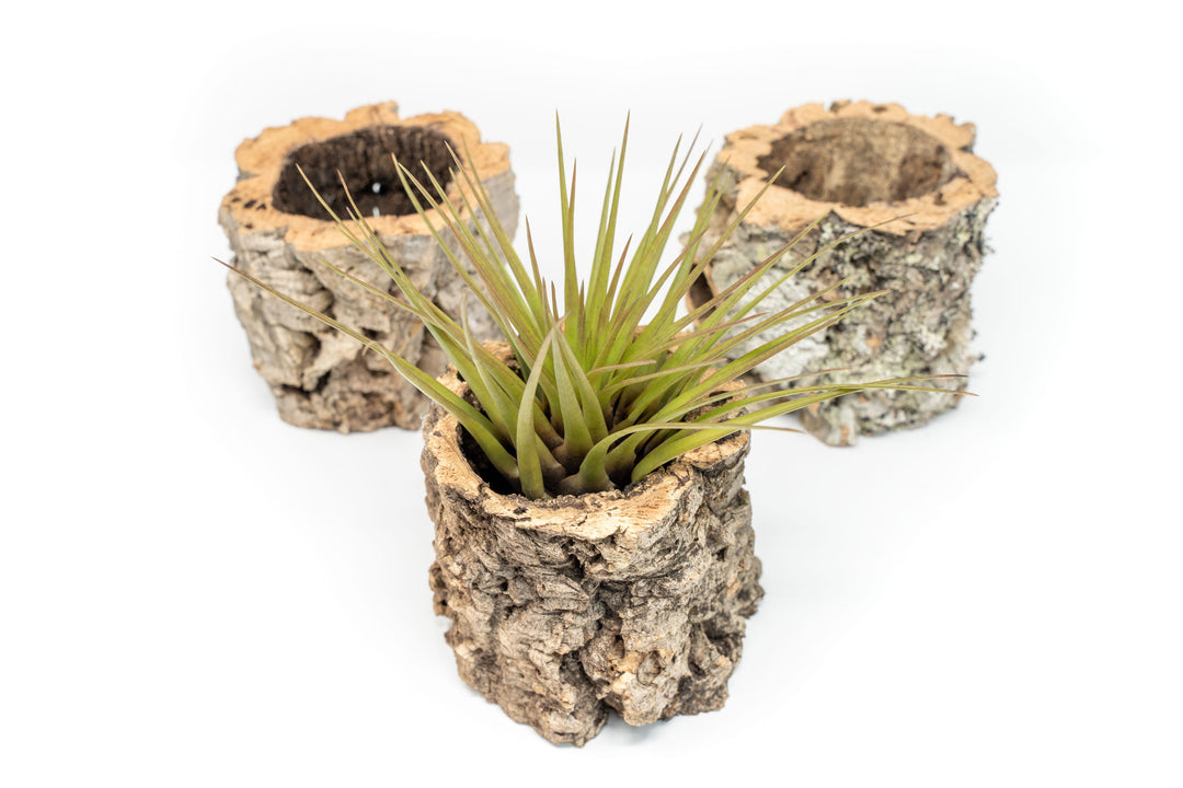 Natural Cork Bark Planters with Assorted Tillandsia Air Plants