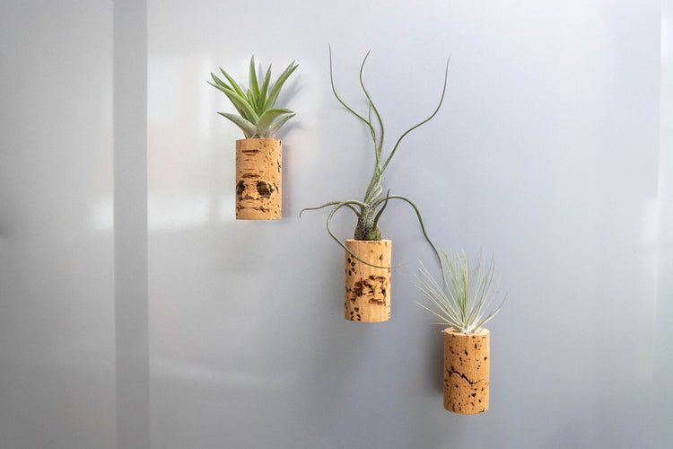 Three magnetic wine cork air plants stuck to a refrigerator door