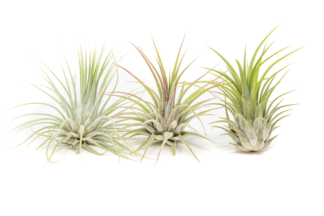 air plant sale SALE - XL Tillandsia Ionantha Guatemala Air Plants