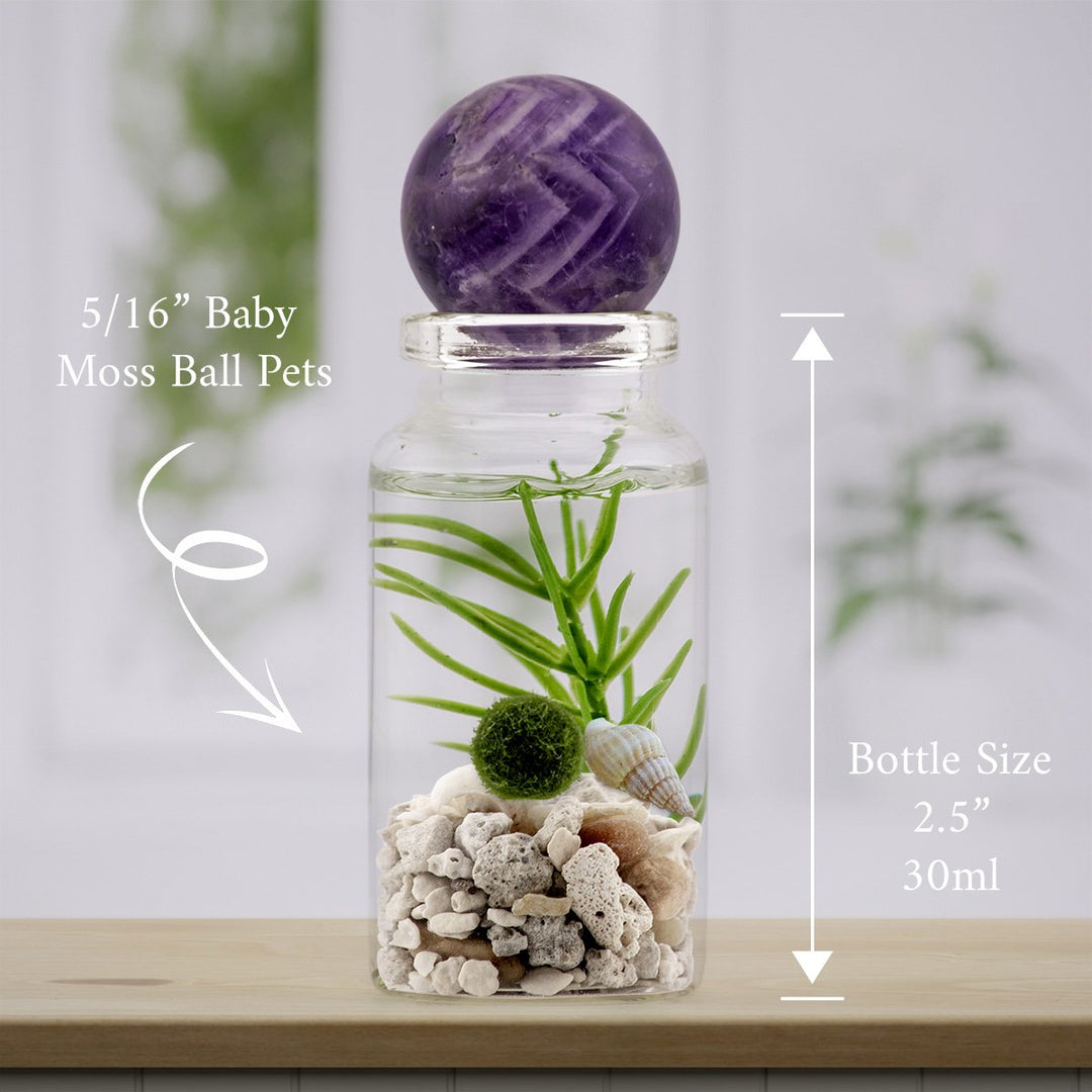 Live marimo terrarium with Beach Mix and one baby marimo under an Amethyst (Dreamweaver's Amethyst) topper — moss ball pet
