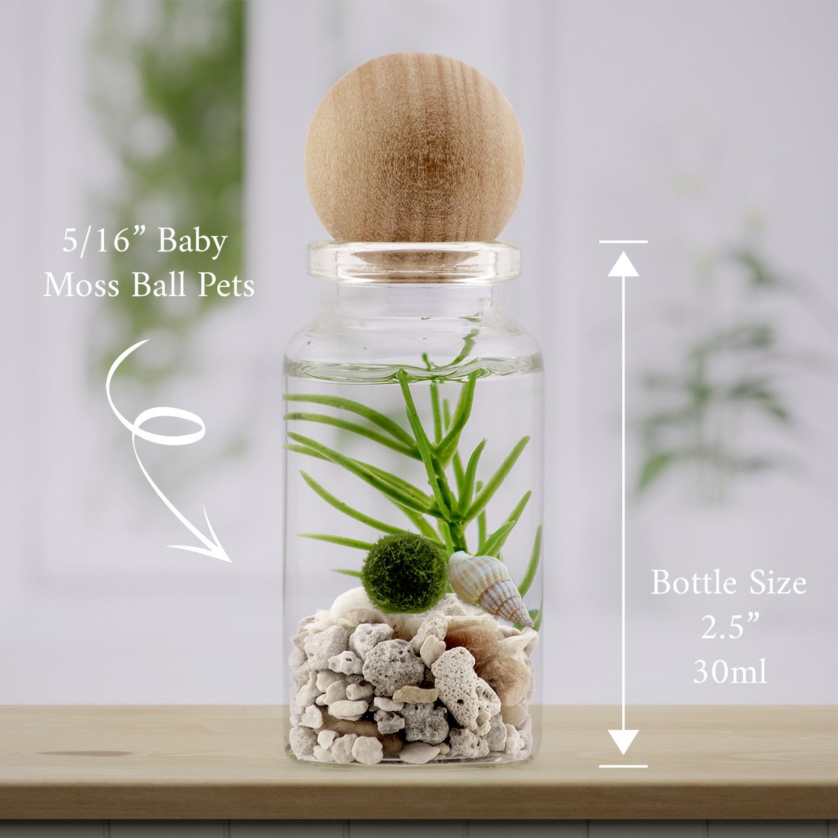 Alchemist moss ball terrarium: one baby marimo, Beach Mix, Wood (Ancient Roots) topper — live moss ball pet
