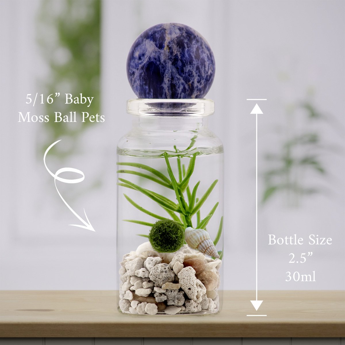 Glass terrarium of Beach Mix with one baby marimo, capped by Blue Sodalite (The Calming Deep) — live moss ball pet