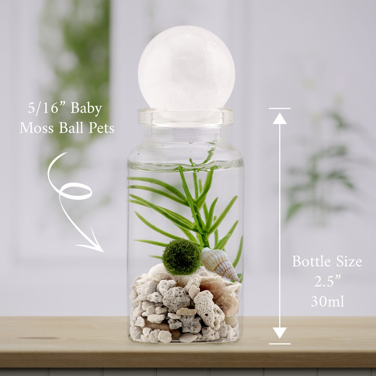 Glass terrarium of Beach Mix with one baby marimo, capped by Clear Quartz (Crystal Beacon) — live moss ball pet