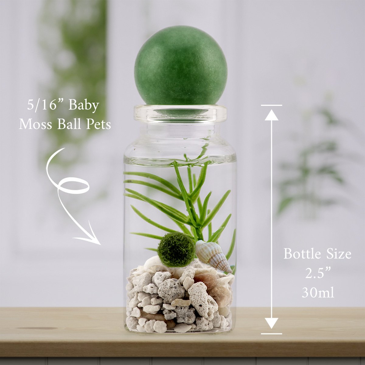 Alchemist moss ball terrarium: one baby marimo, Beach Mix, Green Aventurine (Verdant Fortune) topper — live moss ball pet
