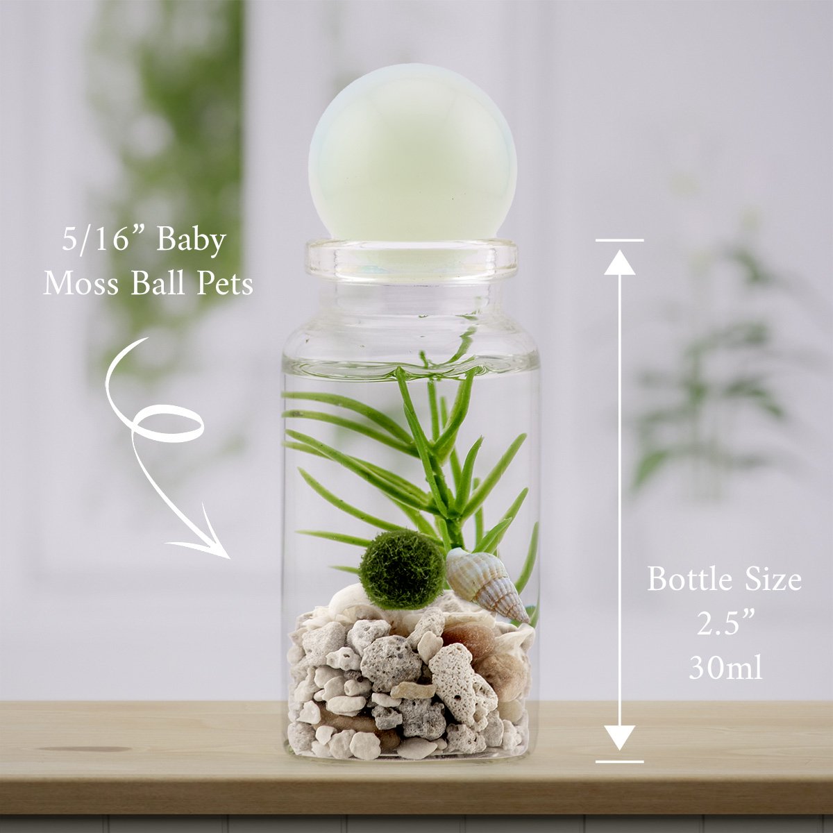 Handmade Alchemist terrarium, one baby marimo on Beach Mix with Opalite (Lunar Echo) topper | Moss Ball Pets