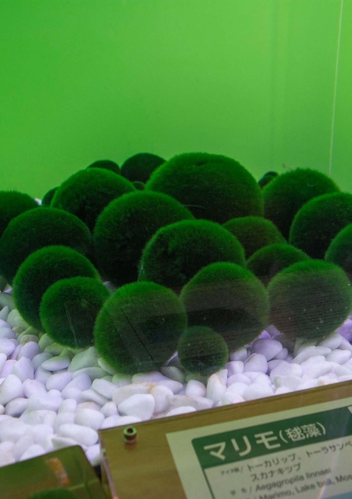 Healthy green Marimo moss ball specimens on display at the Eco Museum Center in Akanko Onsen, Lake Akan, Hokkaido, Japan — showcasing native Marimo habitat.
