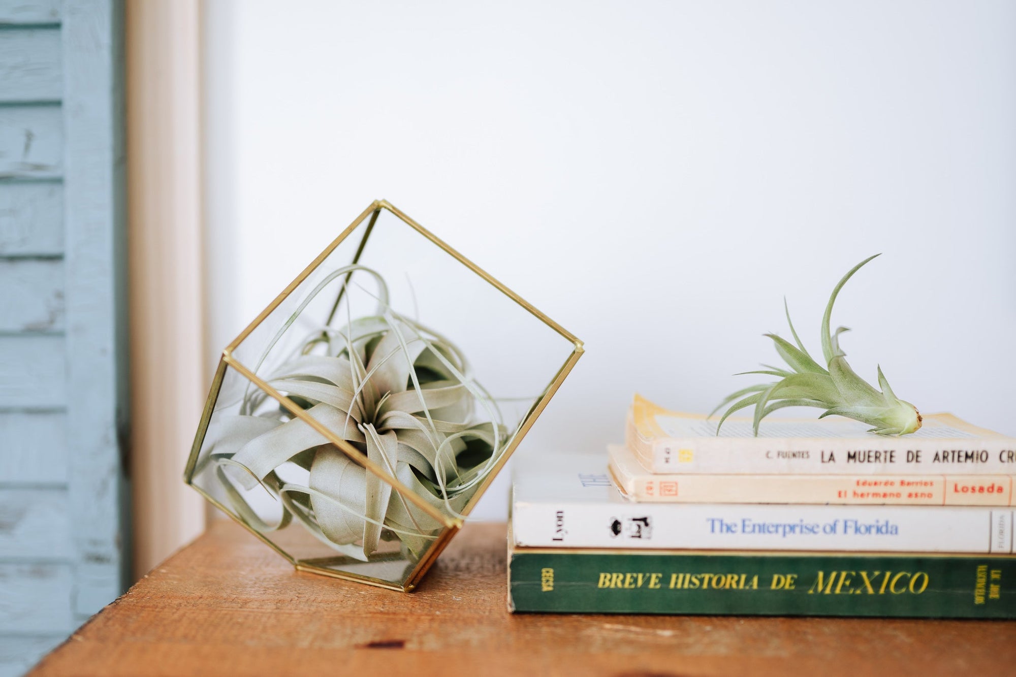 Geometric glass terrarium with air plant placed on windowsill with natural light and minimalist decor