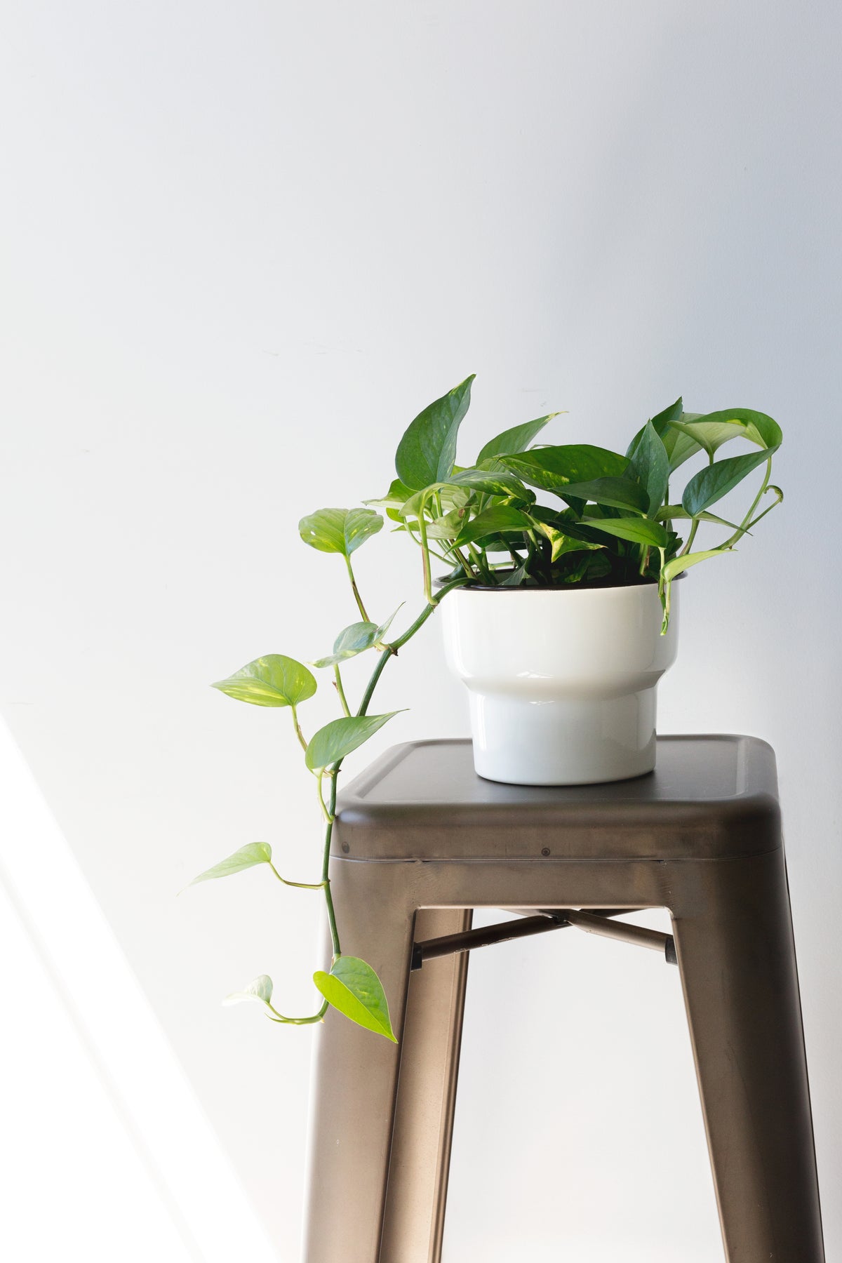 Houseplant on a shelf — looking for easier living green? Meet marimo moss ball terrariums