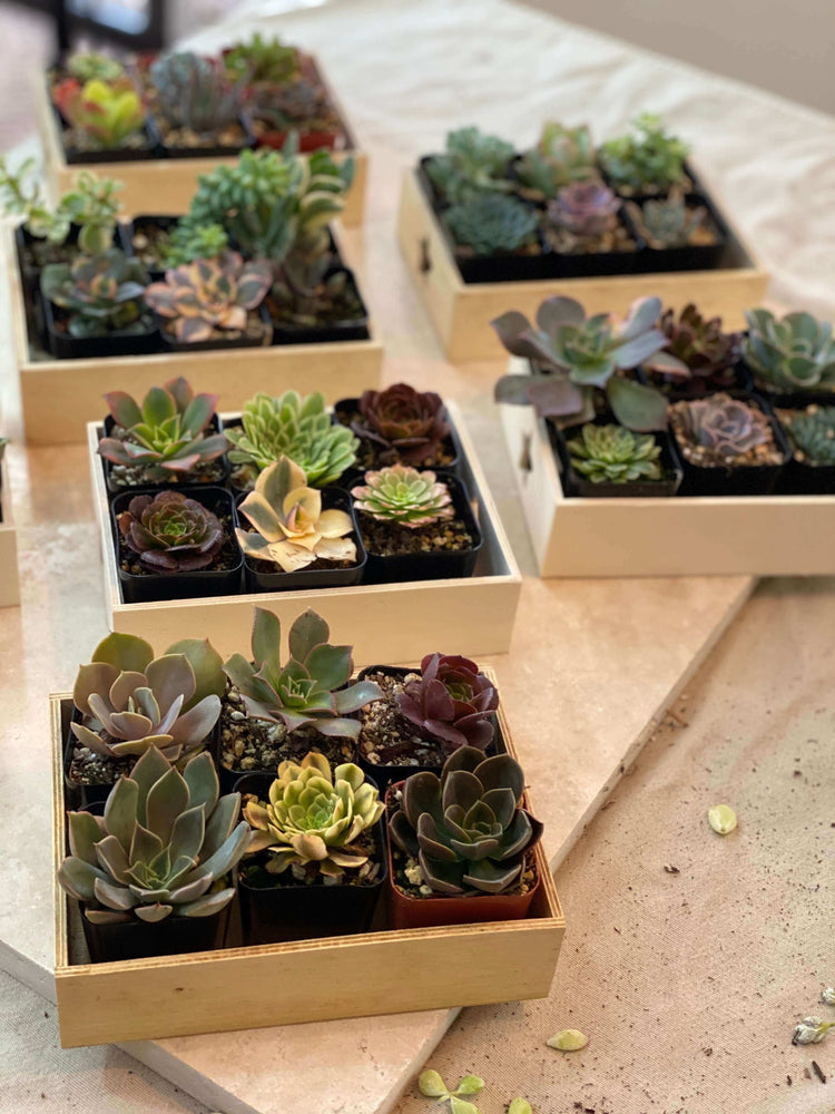 Vibrant collection of small succulents, each in a 2-inch pot, perfect for creating a mini indoor garden.