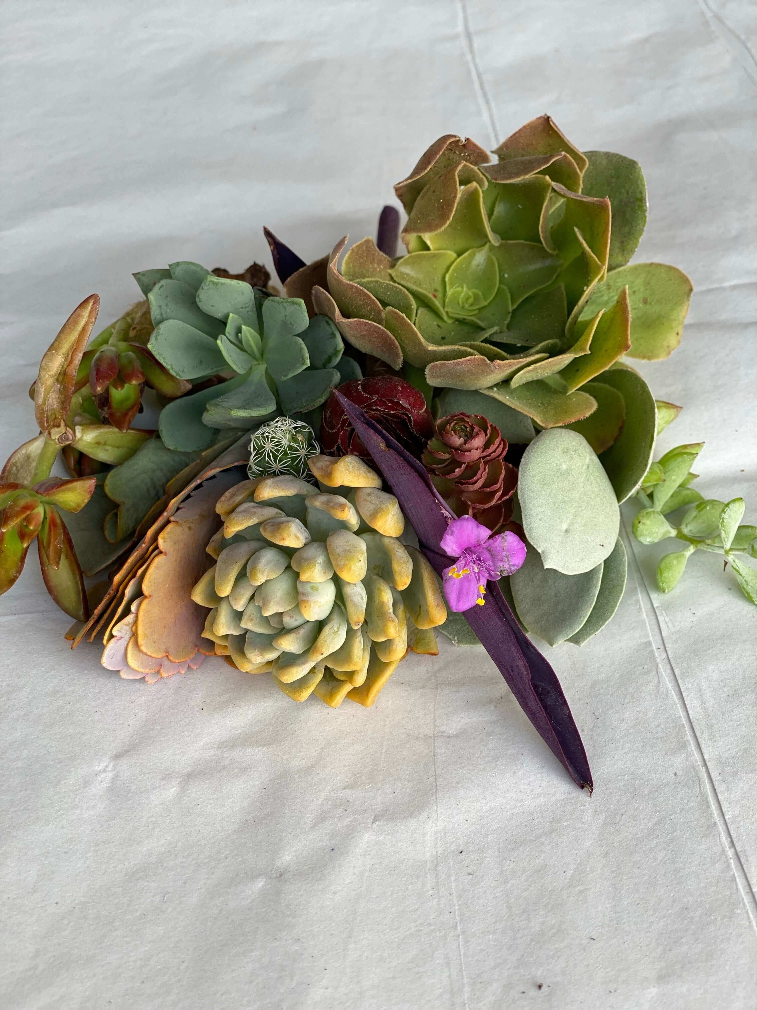 Close-up view of diverse succulent cuttings from the set, highlighting the different shapes and vibrant colors.