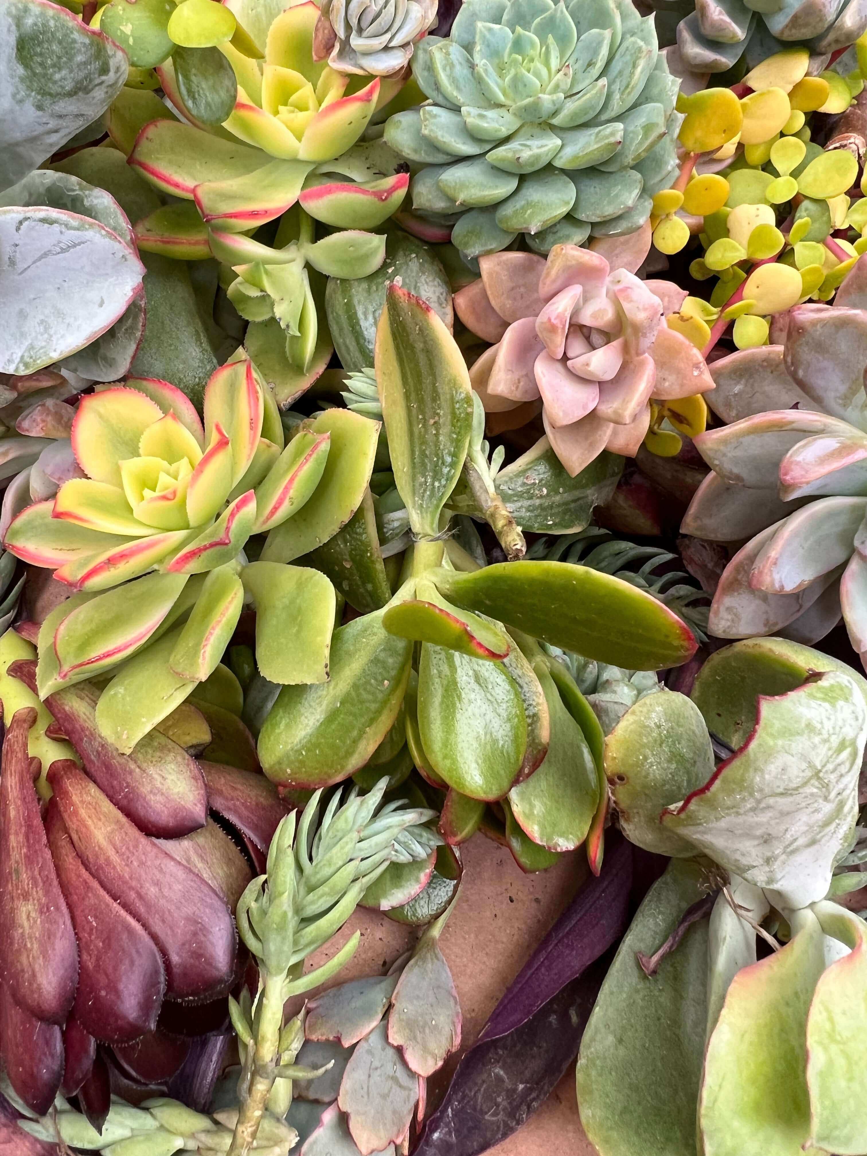 Vibrant selection of large succulent cuttings, each piece showing unique characteristics and robust health.