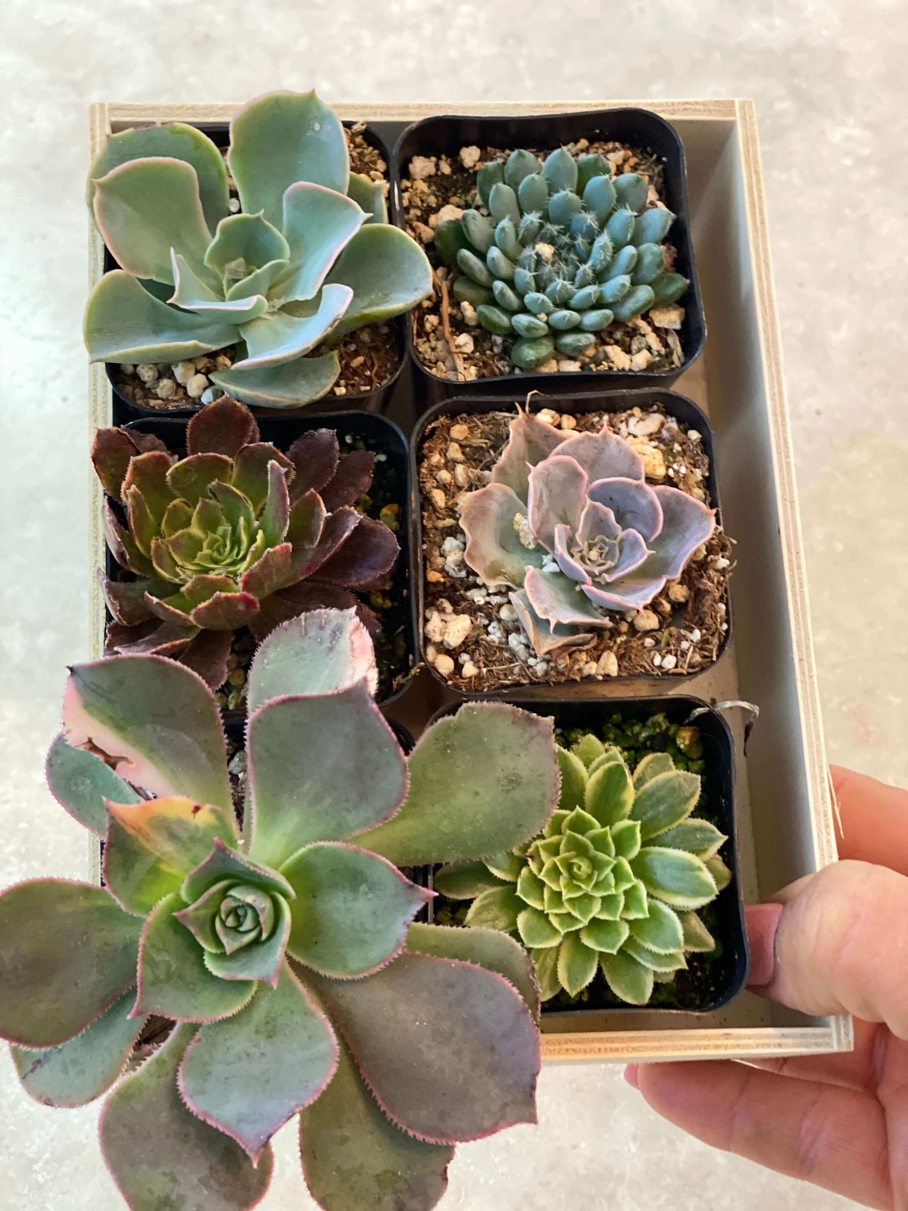 Six-pack of miniature succulents, each plant distinct with varied leaf shapes and textures.
