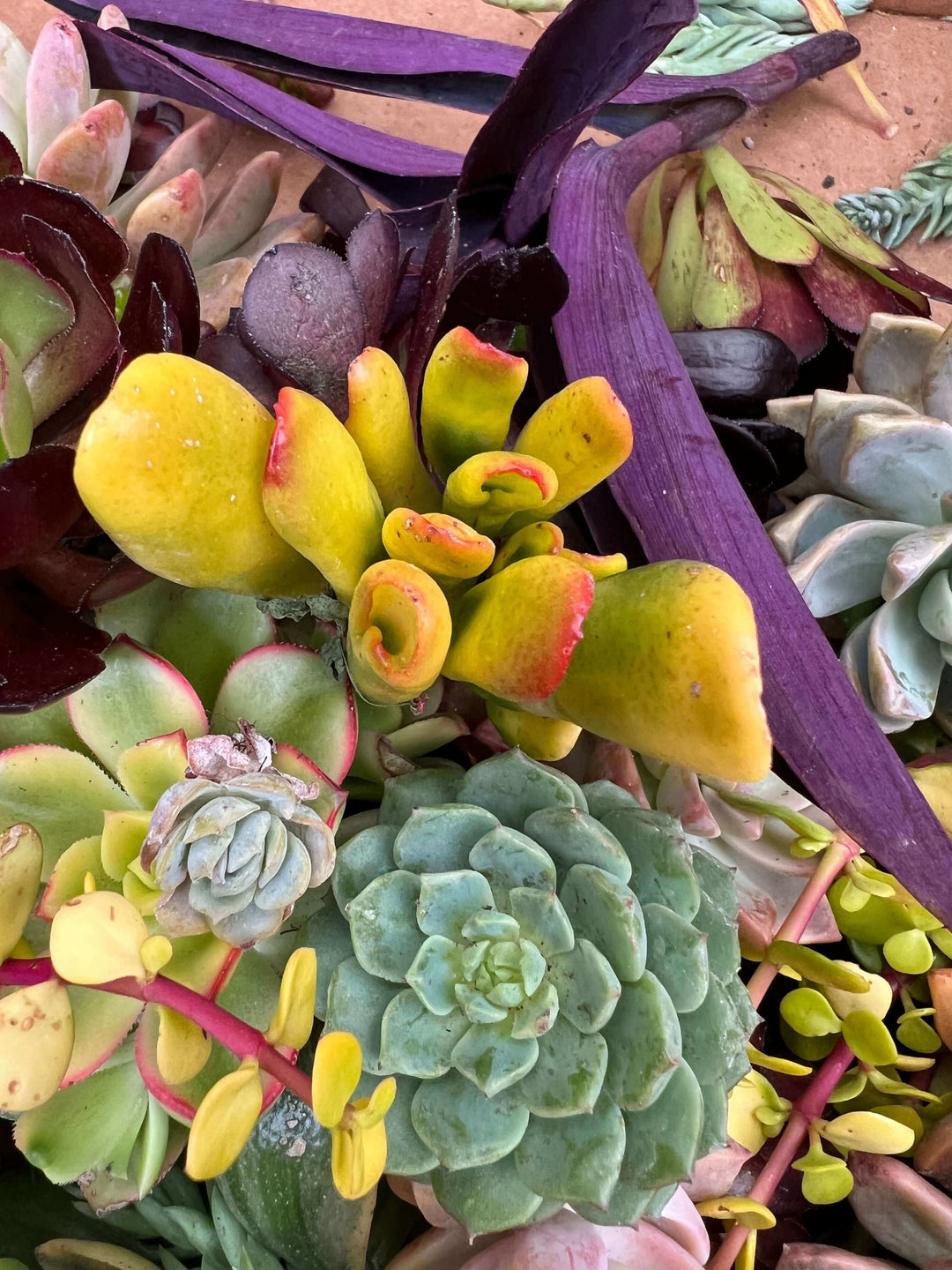 Close-up of a large variety of succulent cuttings, featuring a colorful array of shapes and sizes, indicative of the set's diversity.