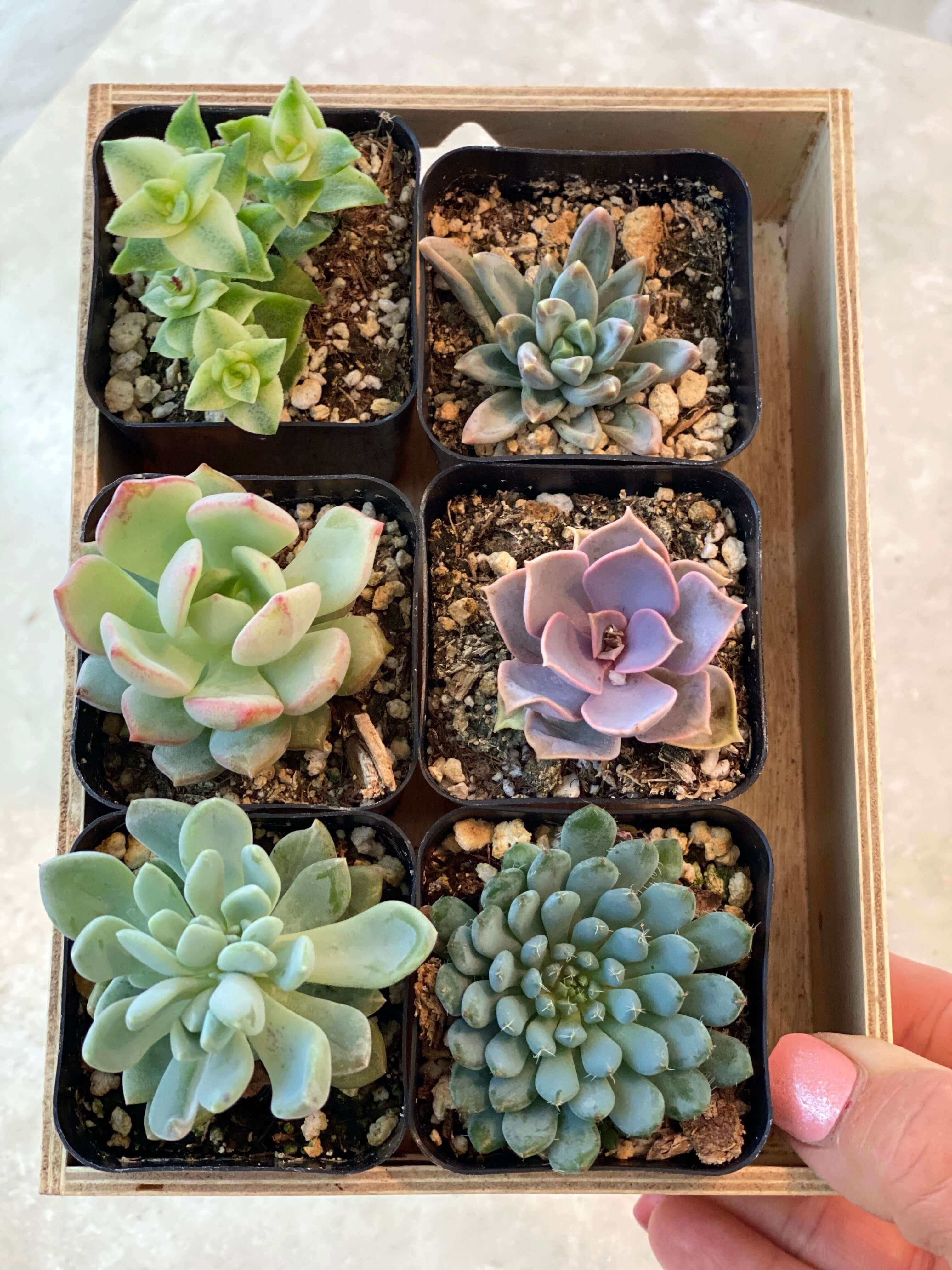 Array of 2-inch succulents in a multi-pack, displaying a spectrum of greens and other natural tones.