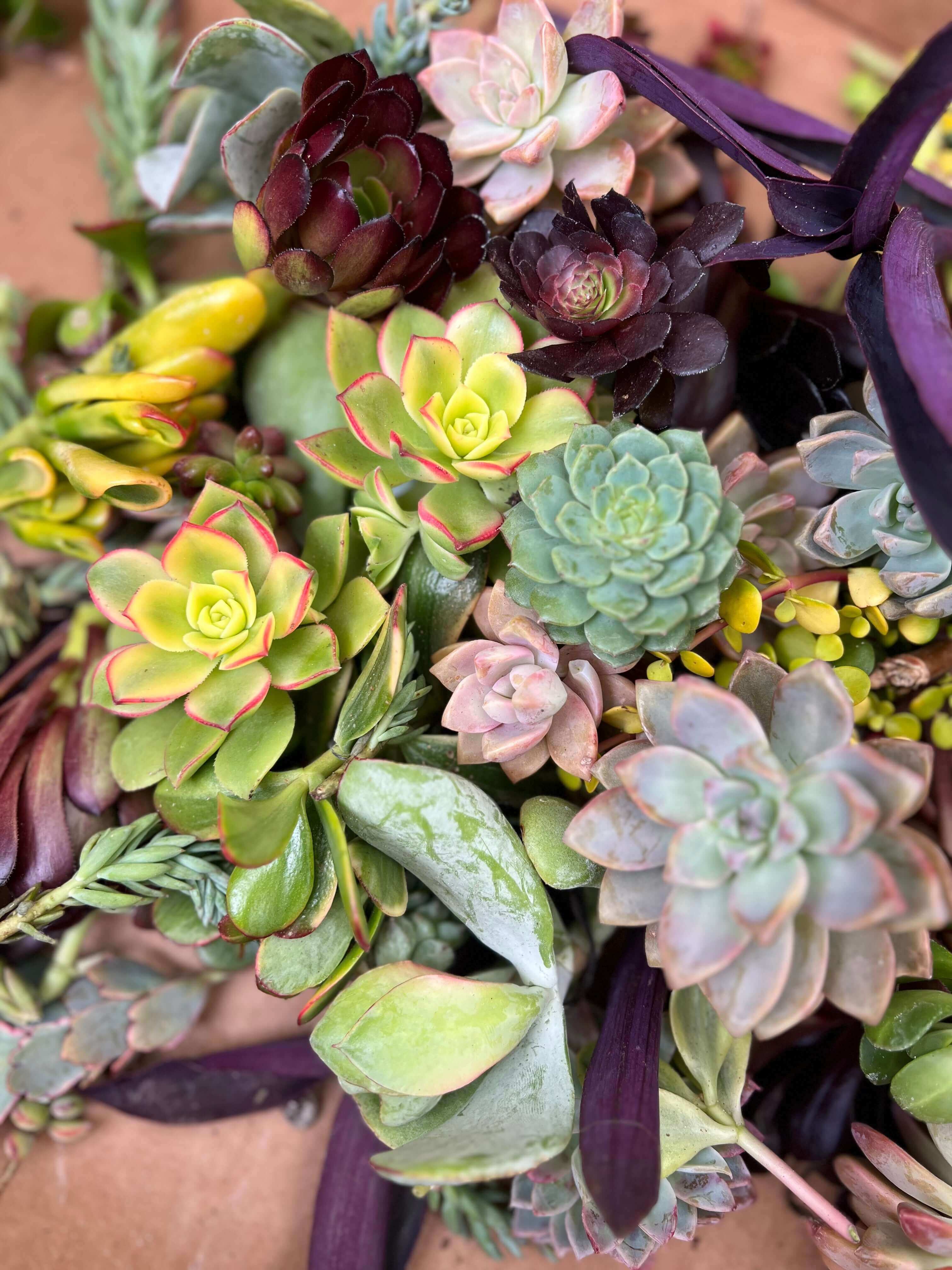 Colorful and healthy succulent cuttings, hand-picked to show the best quality and variety available.
