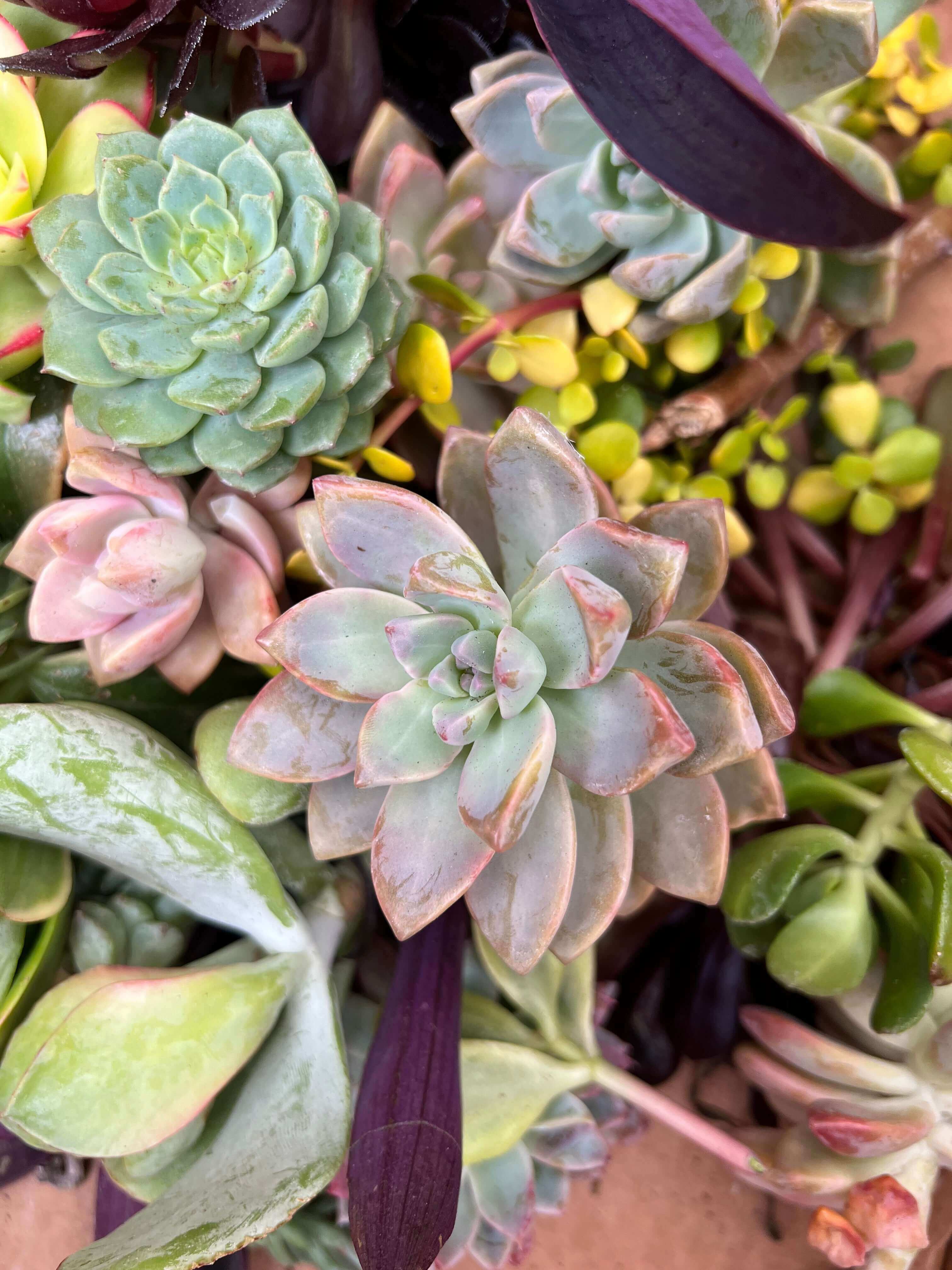 Close-up assortment of 60+ succulent cuttings, showcasing a range from green to vibrant pinks and purples.