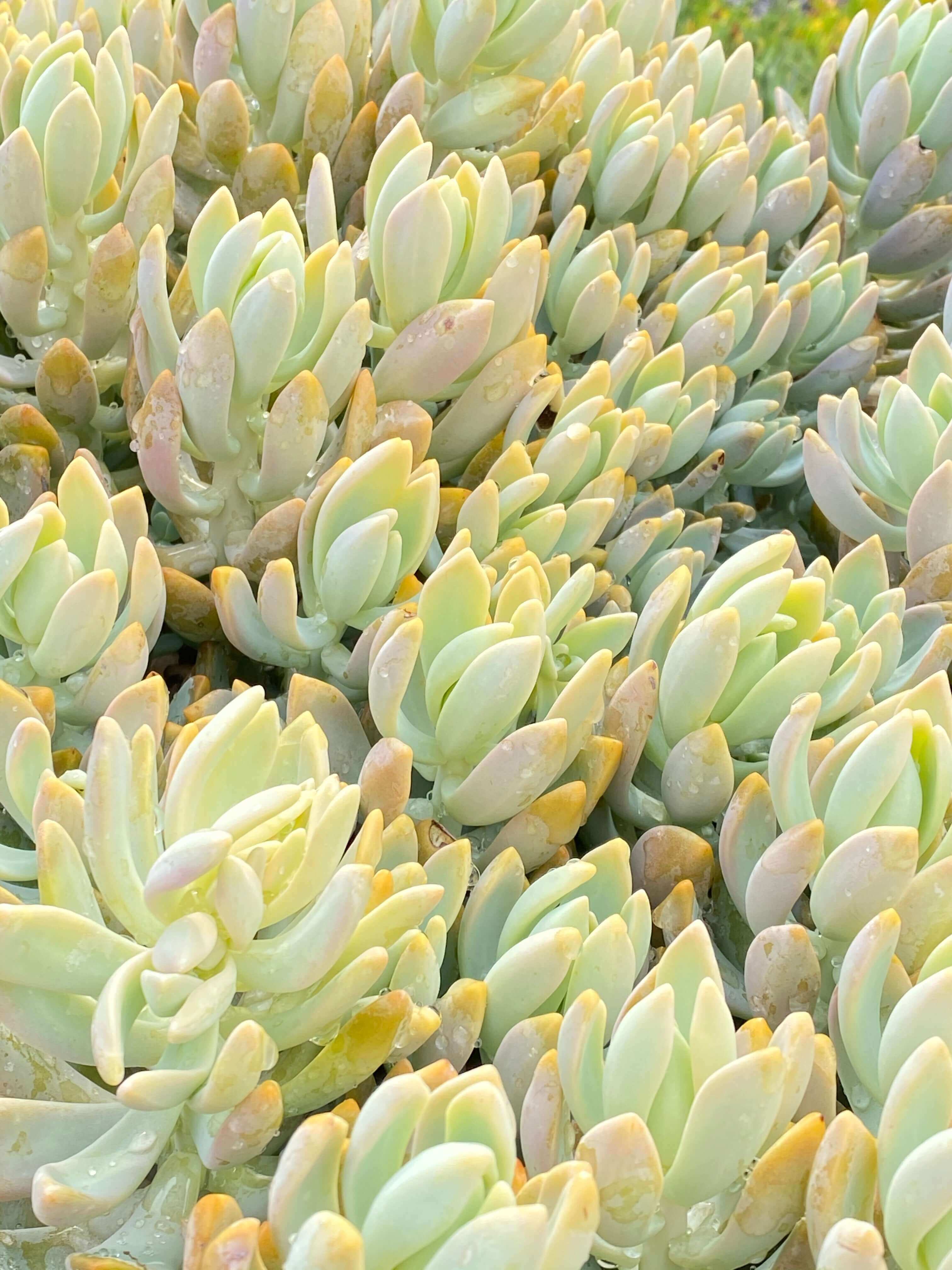 Detailed close-up of a single variety of succulent cutting, emphasizing its unique texture and color.