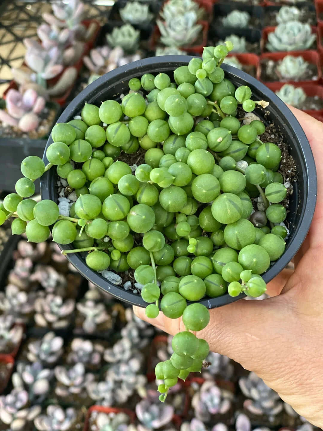 Hand holding a lush String of Pearls plant in a black pot, an attractive and trendy succulent for home decor