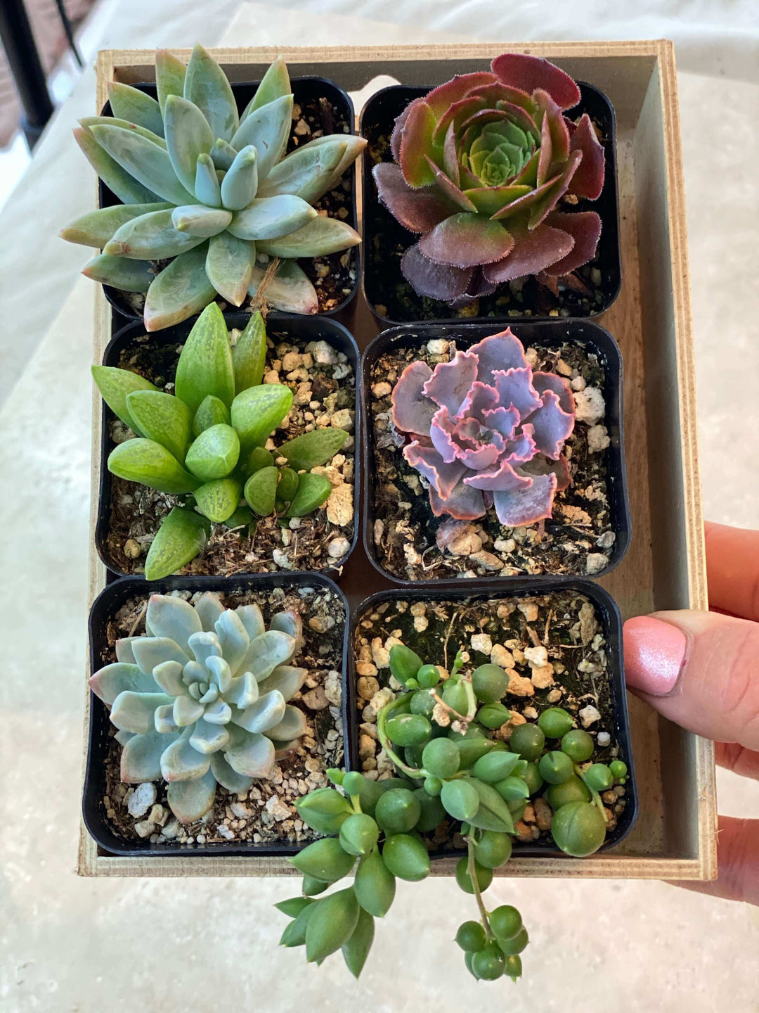 Assortment of six 2-inch succulents in small pots, displaying a range of green hues and leaf textures.
