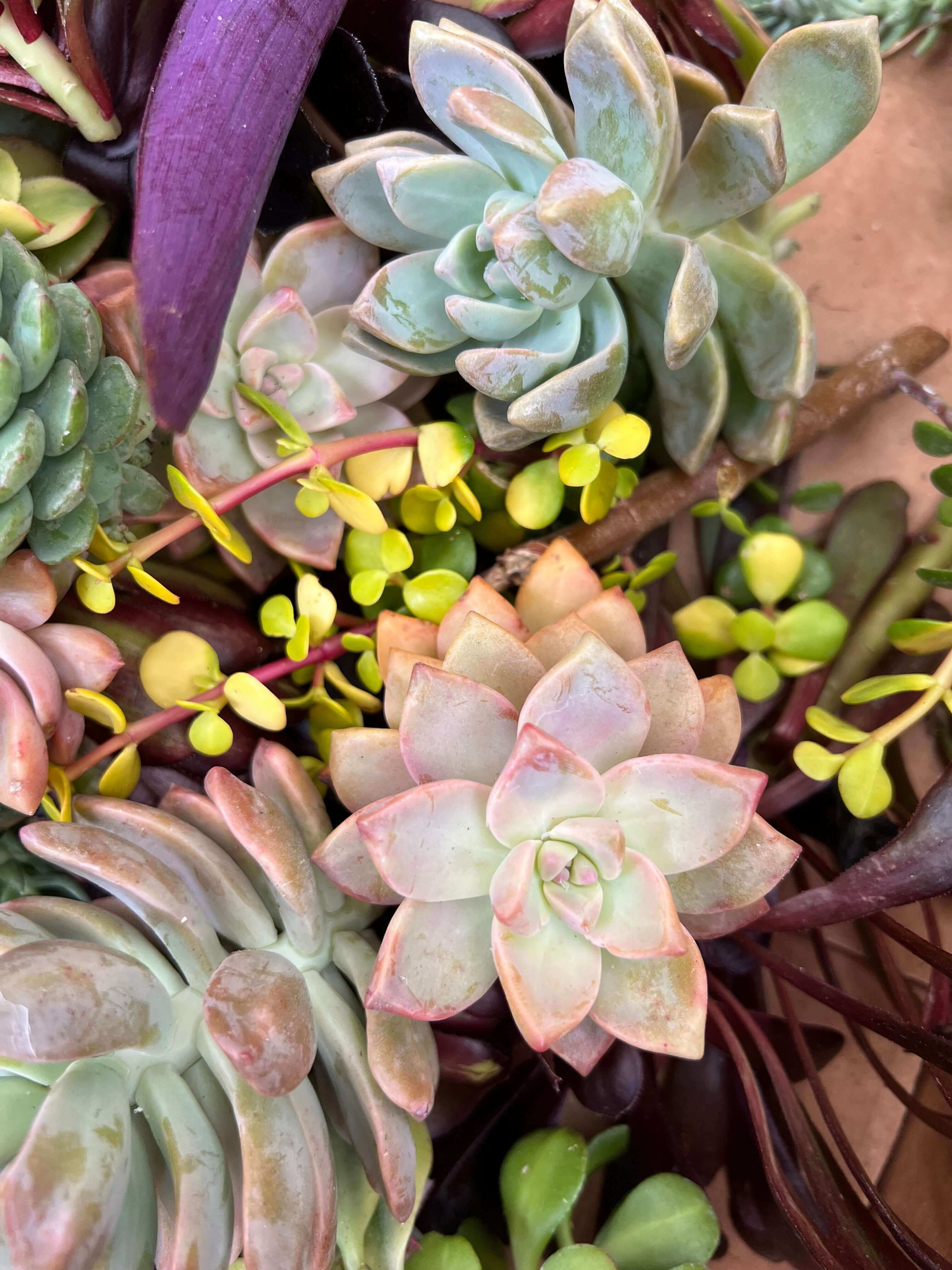 Assorted succulent cuttings from Southern California, highlighted by their varied colors and forms in a close-up shot.