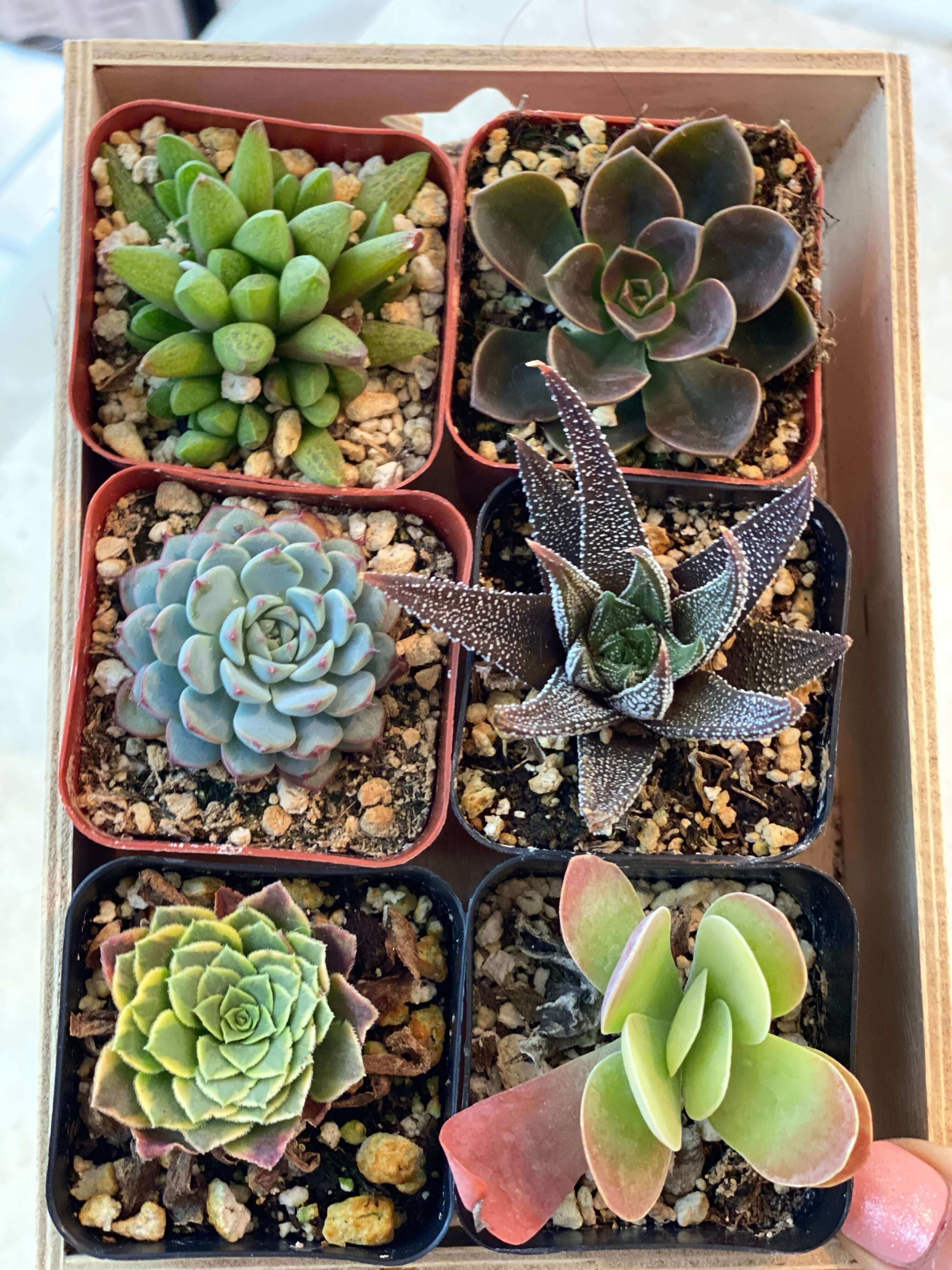 Collection of six 2-inch succulents, perfect for indoor or outdoor gardening, featuring diverse textures.