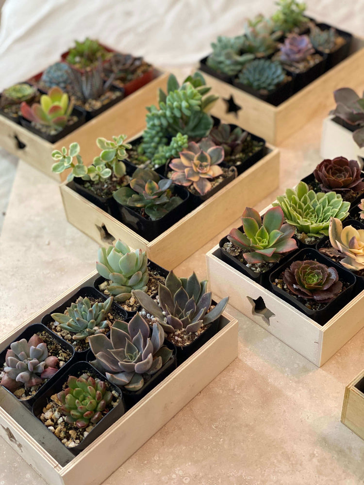 Assorted 6-pack of 2-inch succulents, offering a variety of forms from rosettes to spikey leaves.