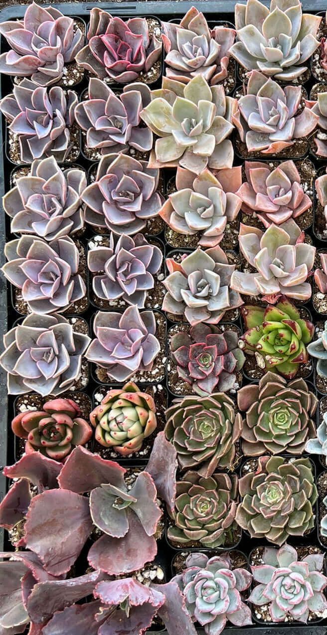 Assorted colorful 2-inch succulents in a group, showcasing a variety of shapes and vibrant colors.