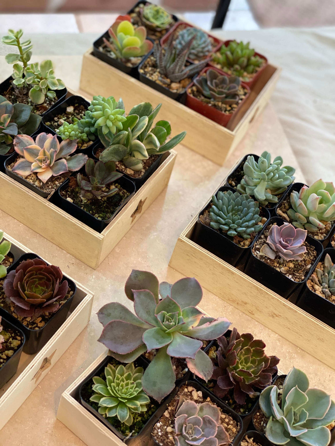 Decorative 6-pack of 2-inch succulents, each demonstrating unique adaptations and colorful foliage.