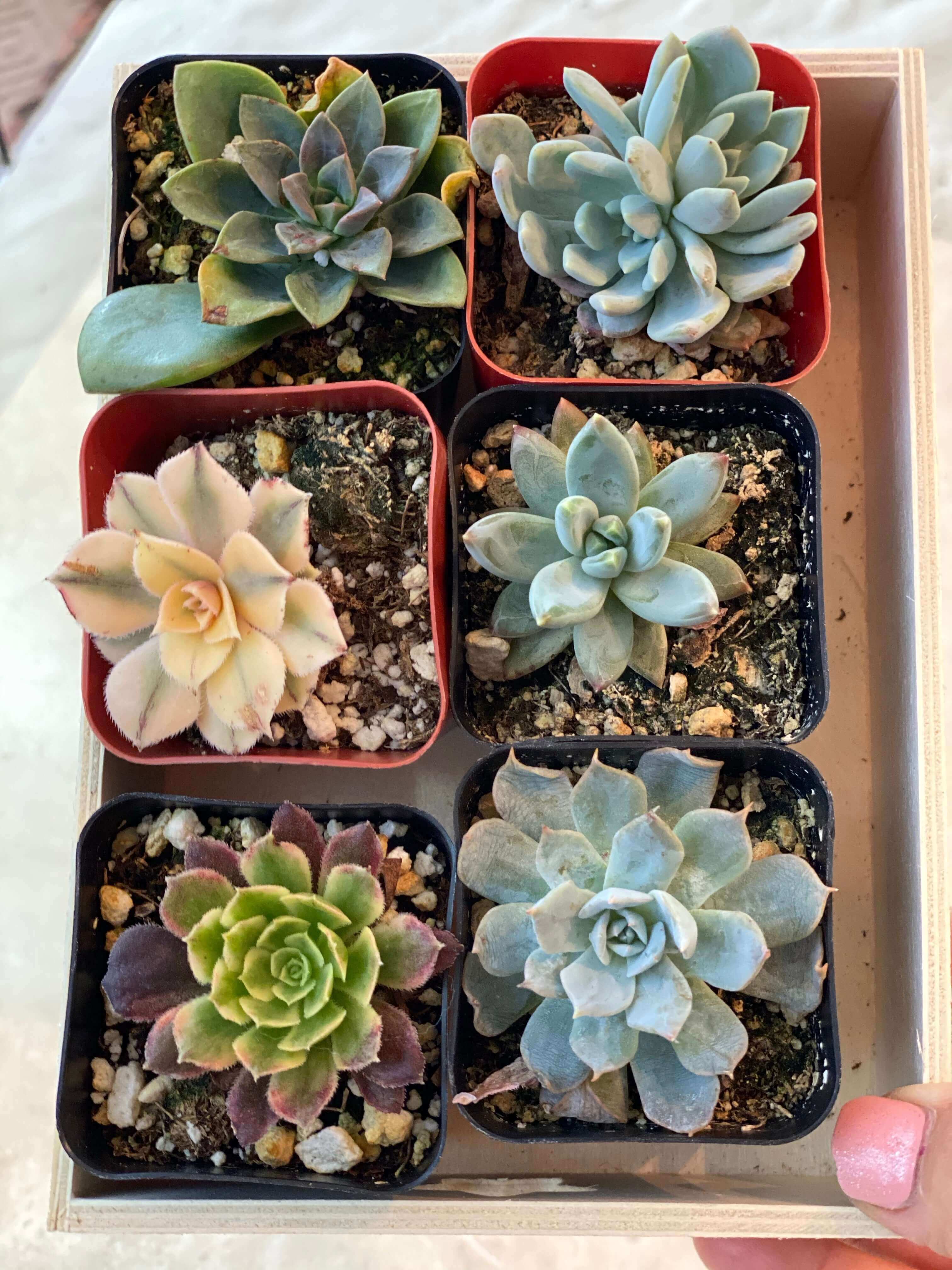 Group of six small, vibrant succulents, each plant showcasing its own unique characteristics.