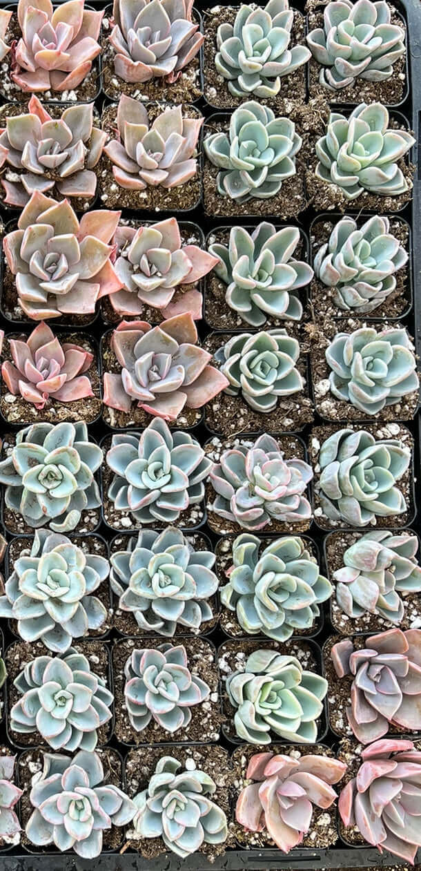 Variety pack of small succulents, featuring mixed colors and forms, ideal for indoor planting.