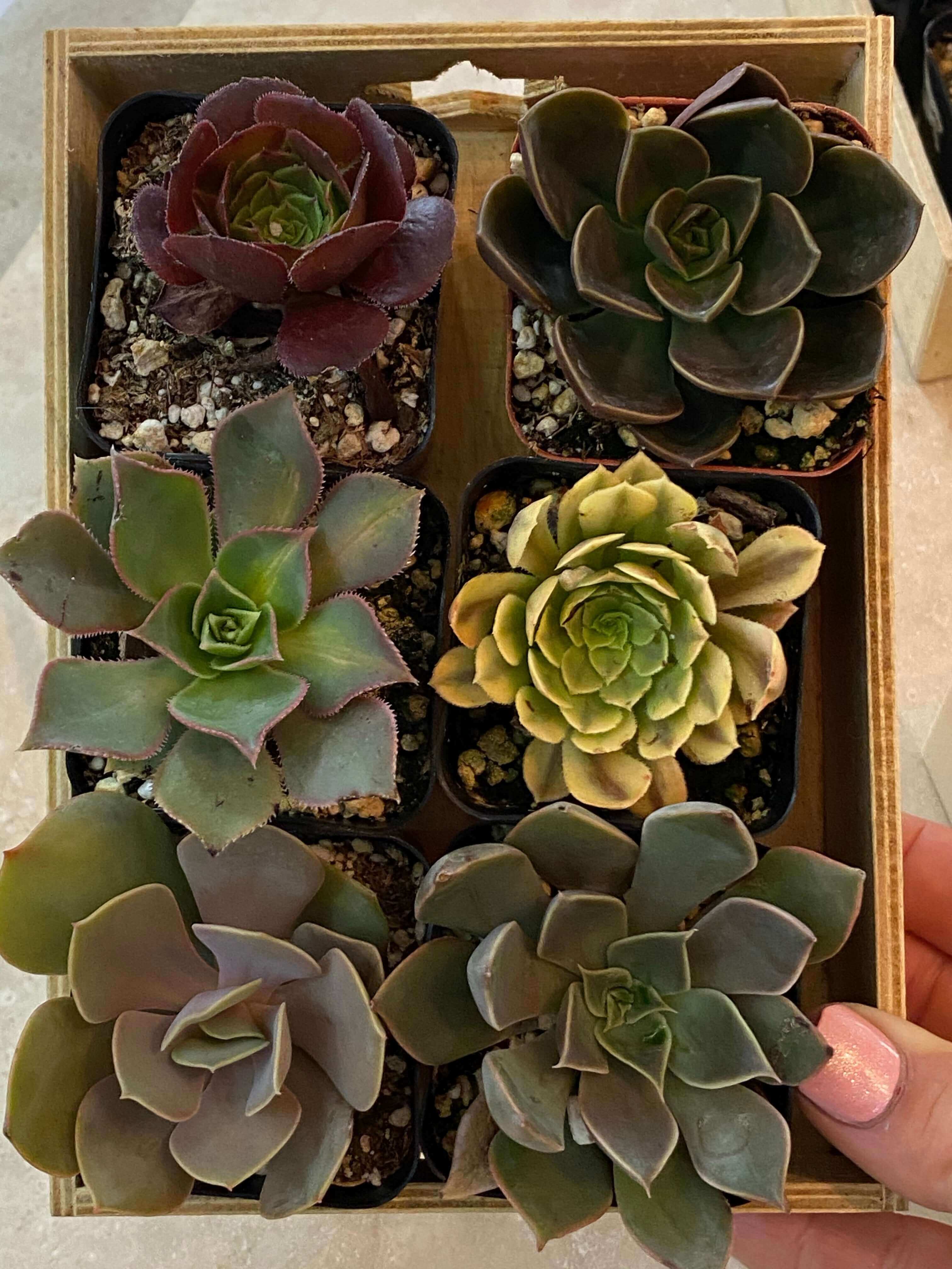 Collection of six small succulents, each distinct in shape and color, arranged together for display.