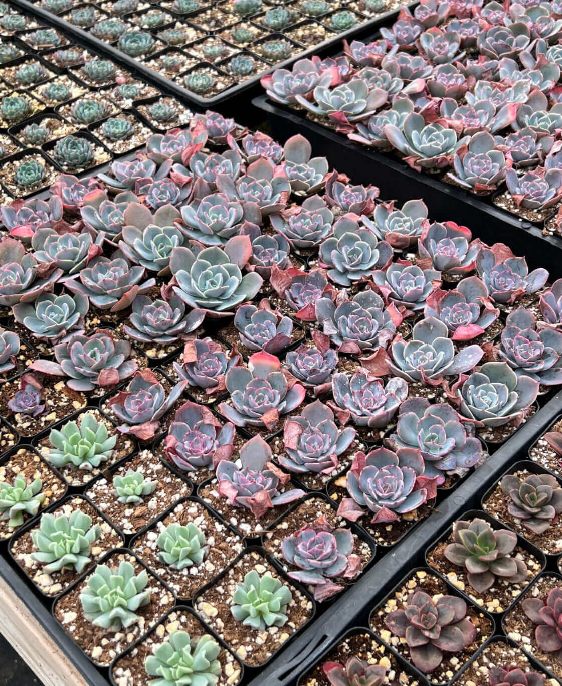 Group of colorful 2-inch succulents, perfect for adding a splash of color to small spaces.