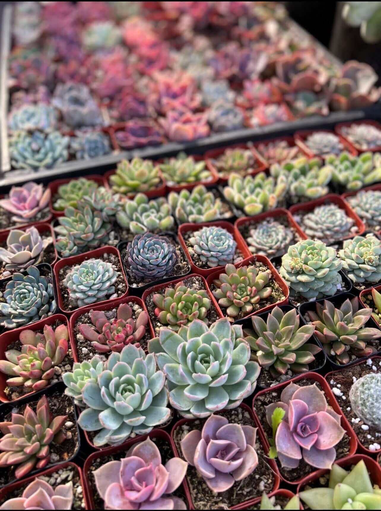 Hand-picked selection of 2-inch succulents, grown and shipped from Southern California, with a focus on quality and color.
