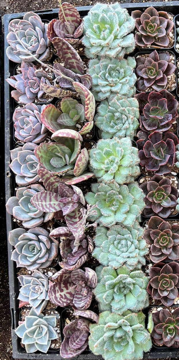 Vivid and colorful 2-inch succulents displayed together, demonstrating the range of species included.