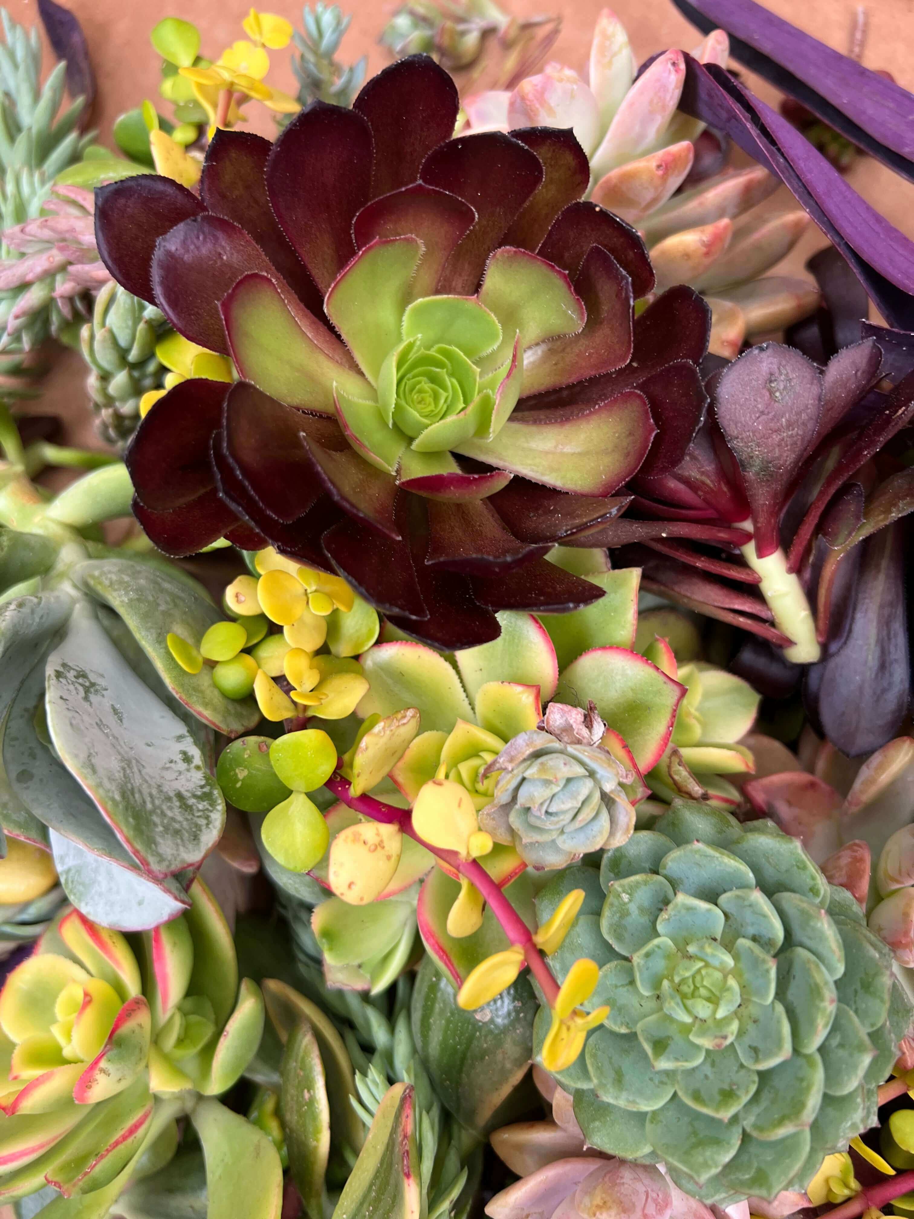 Detailed view of 60+ succulent cuttings, displaying rich colors and textures, perfect for garden arrangements.