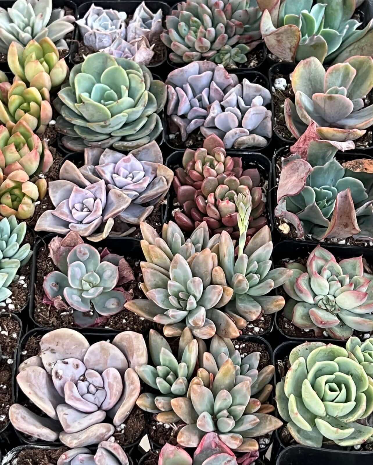 Close-up of a selection of colorful 2-inch succulents, highlighting their detailed textures and hues.
