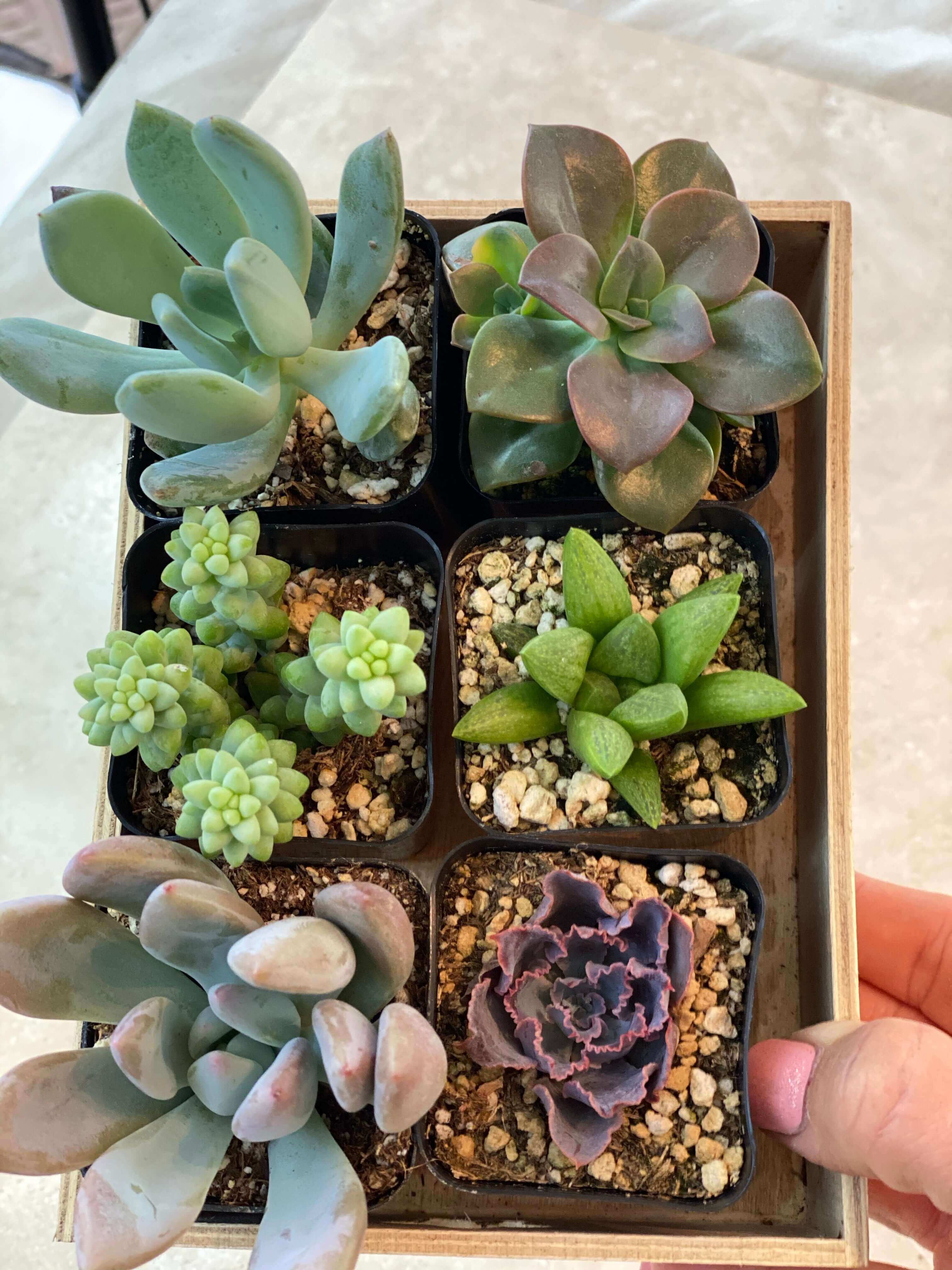 Diverse group of 2-inch succulents showing various growth forms and coloration, ideal for small spaces.