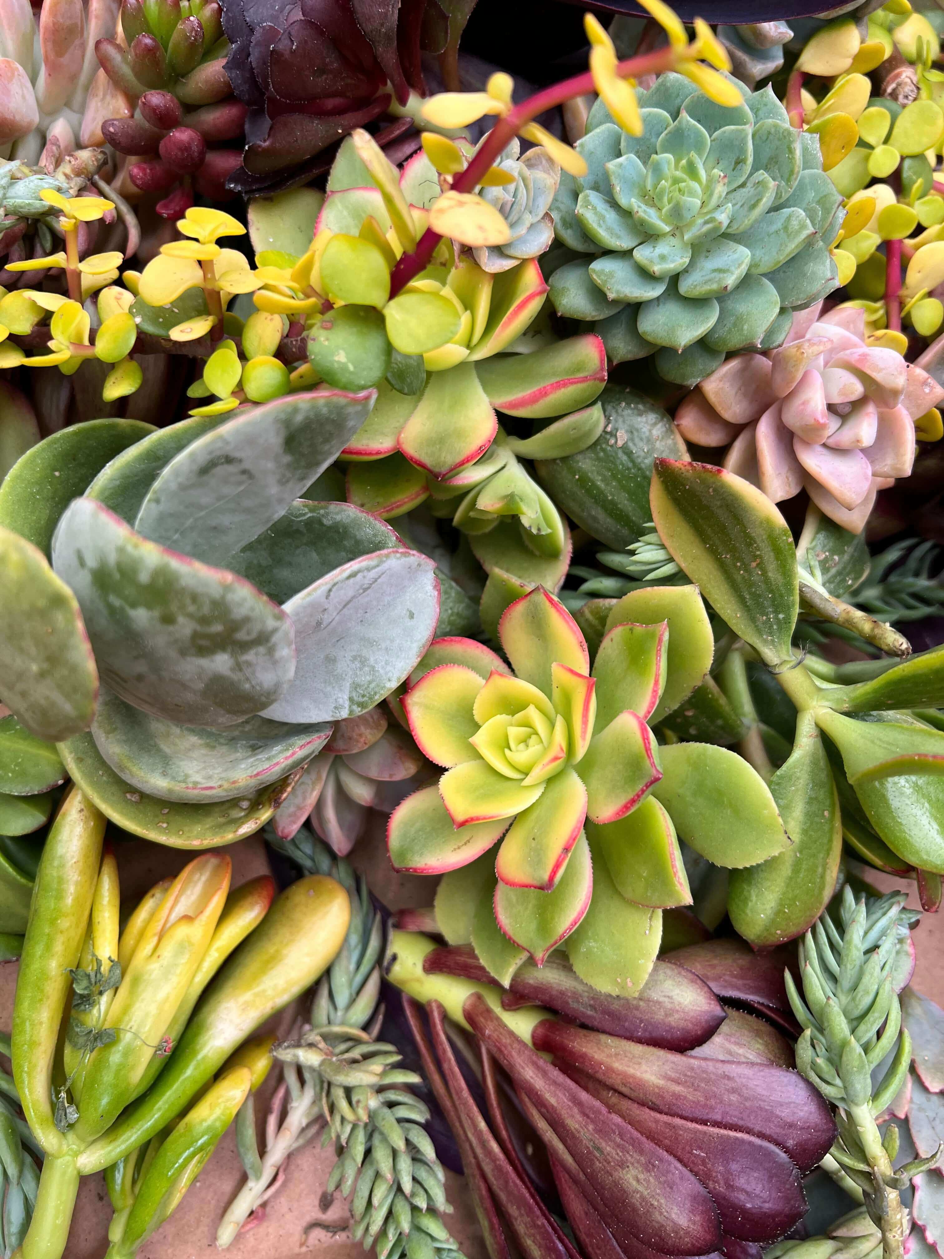 Diverse and large succulent cuttings set, emphasizing the unique textures and shapes suited for creative gardening.