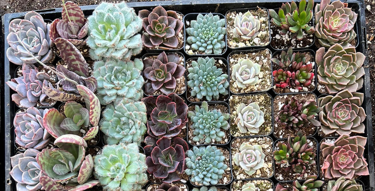 Collection of diverse 2-inch succulents, each with unique leaf patterns and bright colors.