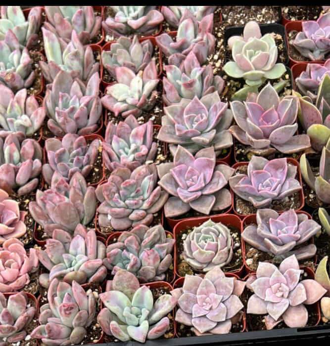 Multi-colored 2-inch succulents, showcasing their natural beauty and small, manageable size.