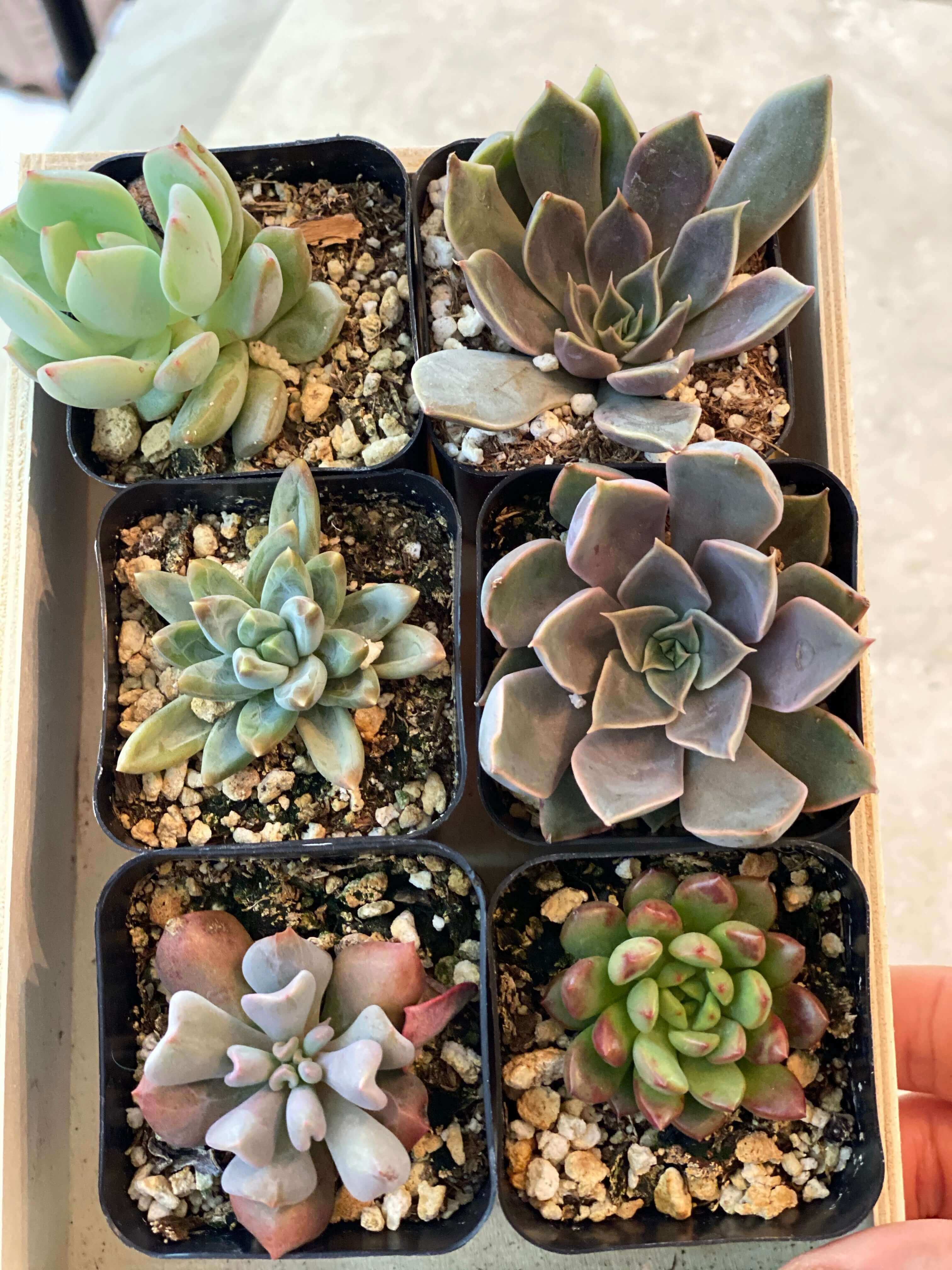 Varied selection of 2-inch succulents in a pack, each with unique leaf formations and subtle color differences.