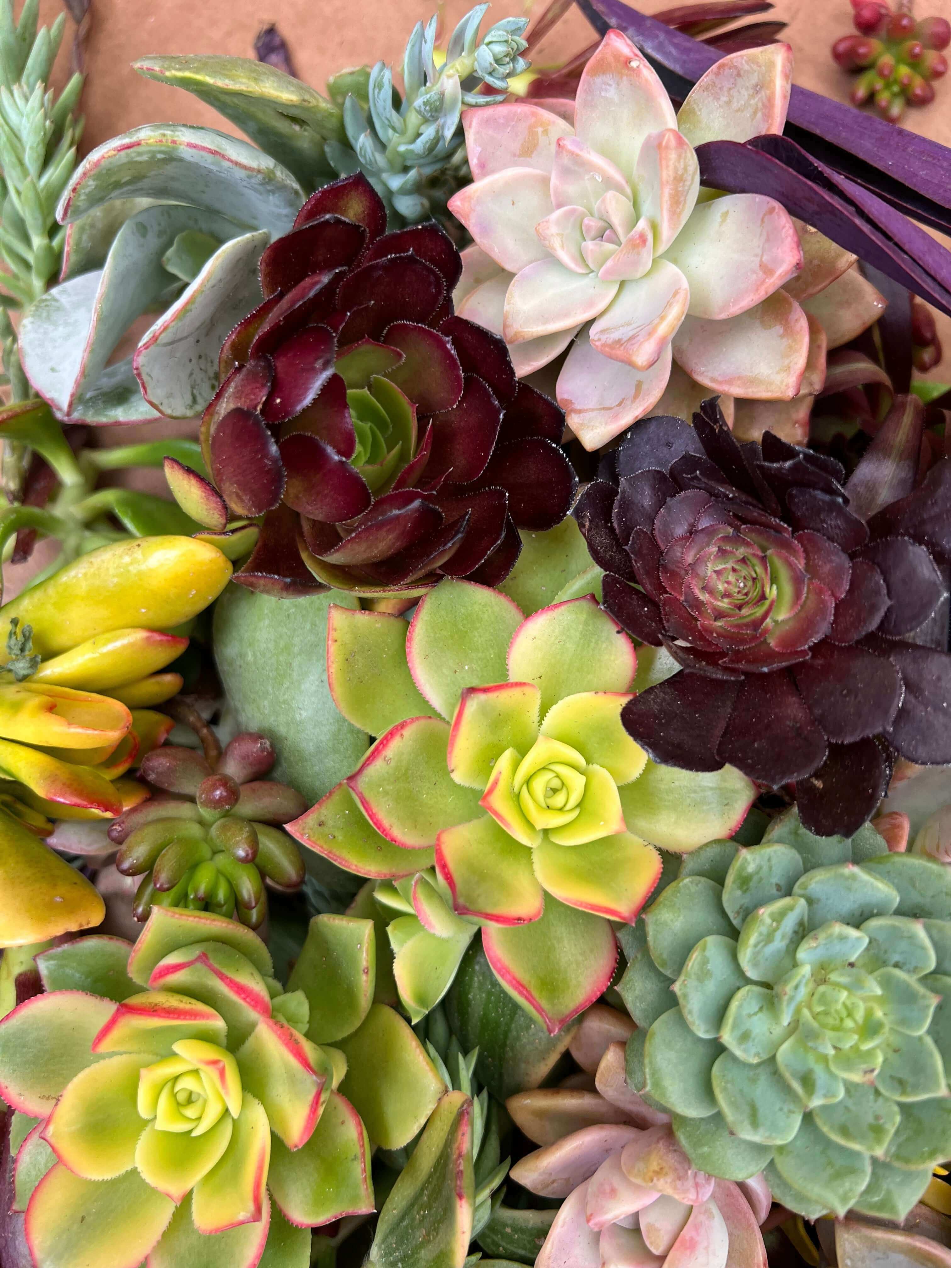 Collection of over sixty succulent cuttings in a close-up view, illustrating the ample selection and high quality of the plants.