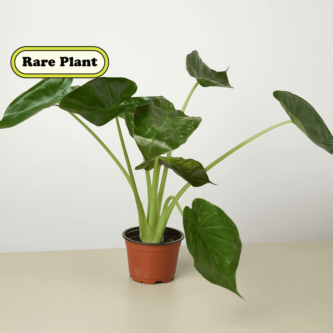 Alocasia 'Wentii' - 4" Pot